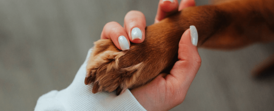 Les conseils à suivre pour couper les griffes d’un chien