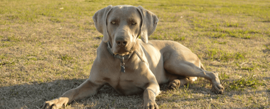 Tout ce qu'il faut savoir et anticiper avant d'adopter un gros chien