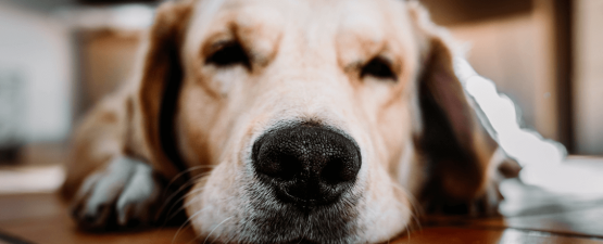 Arthrose chez le chien : causes, symptômes et traitement - Lexmoor