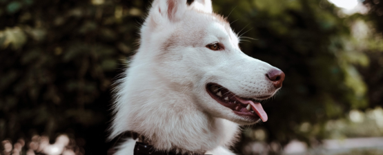 Hygiène du chien : veiller au bien-être de son compagnon à 4 pattes