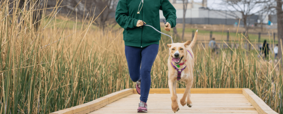 Le chien peut-il développer un sentiment de jalousie ?