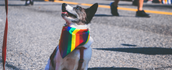 Comment bien interpréter le langage du chien ?