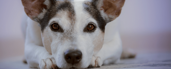 Maladie des yeux du chien : les principaux troubles oculaires
