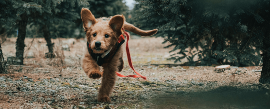 Les maladies infectieuses du chien les plus courantes