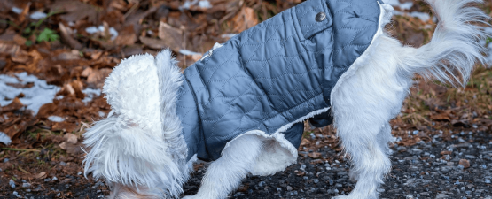 Protéger son animal de compagnie avec l’achat d’un manteau pour chien