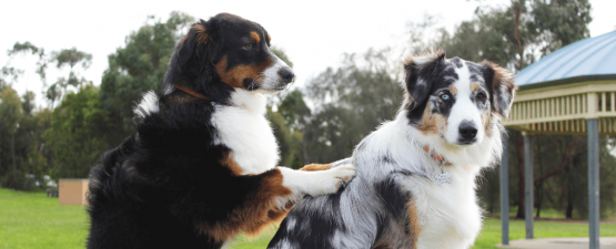 Massage pour chien : techniques et bienfaits