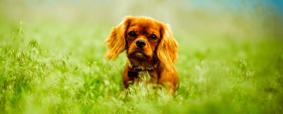 Soigner son chien grâce à la médecine naturelle