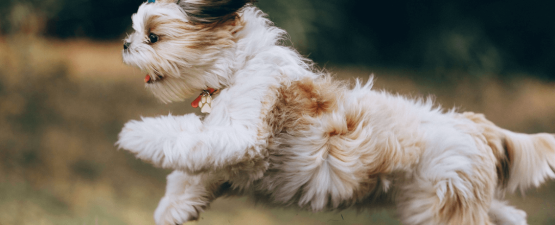 Un grand choix de médicaments pour chien