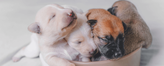 La mise bas de la chienne de A à Z