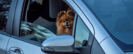 Que faire si mon chien a peur en voiture ?