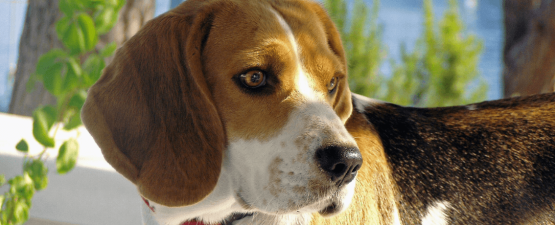 Conseils et astuces pour nettoyer les oreilles de votre chien