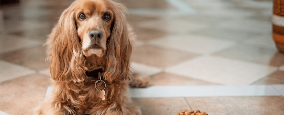 Tout ce qu'il faut savoir avant de passer à l'alimentation bio pour chien