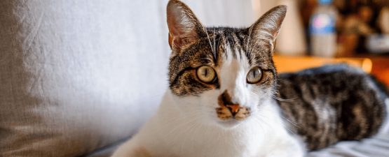 Nettoyer les oreilles d’un chat : les bons gestes