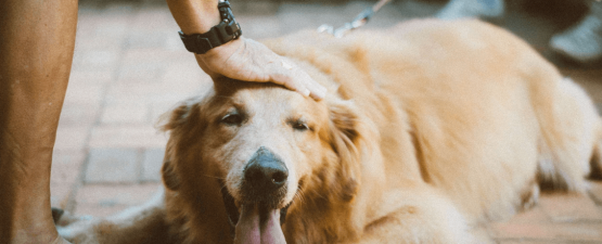 Ostéopathie pour chien : faut-il vous laisser tenter ?