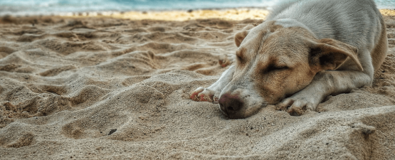 Partir en vacances avec son chien : tout ce à quoi il faut penser