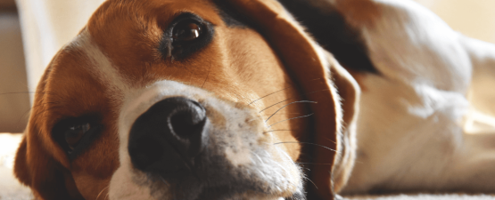 Chien stressé : causes, signes et solutions