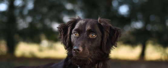 Piroplasmose du chien : comment la détecter et la soigner ?