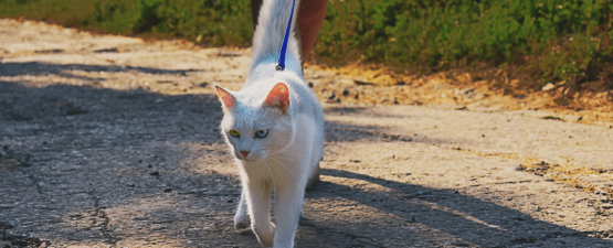 Promener son chat en laisse : bonne ou mauvaise idée ?