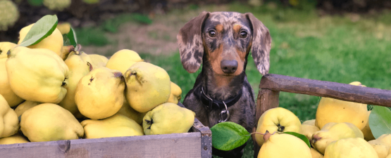 Quels fruits et légumes donner à son chien ?