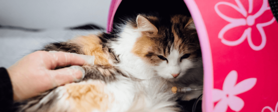 Rage du chat : symptômes, traitements et prévention 