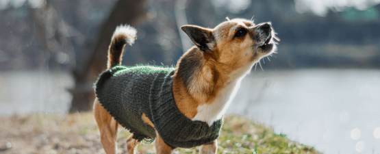 Comment rassurer un chien qui aboie quand il est seul ?