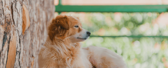 Quels répulsifs naturels pour éloigner les chiens ?