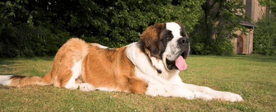 Saint Bernard