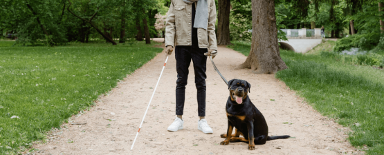 Comment est sélectionné un chien guide d’aveugle ?