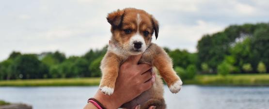 Comment bien accompagner le sevrage d’un chiot ?