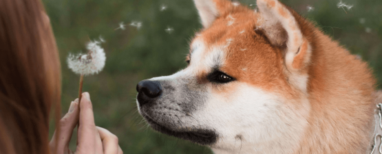 Tout connaître sur le Shiba-Inu