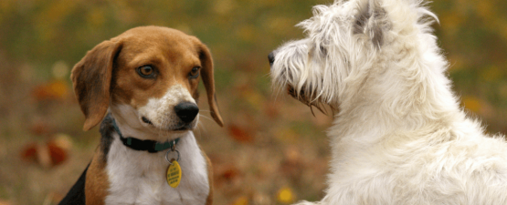 Comment sociabiliser un chien ?