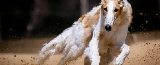 Sports canins : l'atout santé de votre animal