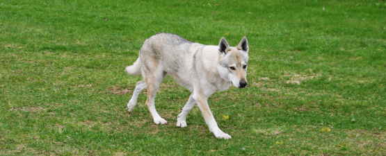 Chien-loup tchécoslovaque : un chien à l’apparence sauvage