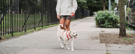 Les différents troubles urinaires chez le chien